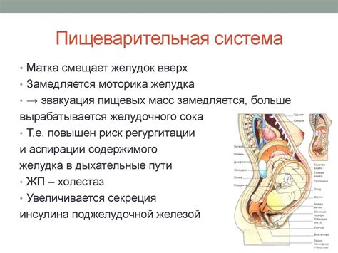 Физиологические изменения организма во время беременности