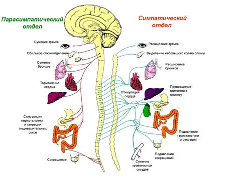 Физиологические механизмы, вызывающие повышенное потоотделение в ночное время