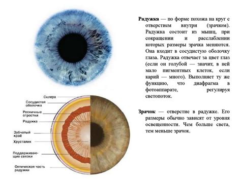 Физиологические особенности "лупатых глаз"