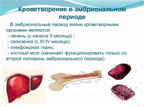 Физиологические особенности гермафродитов