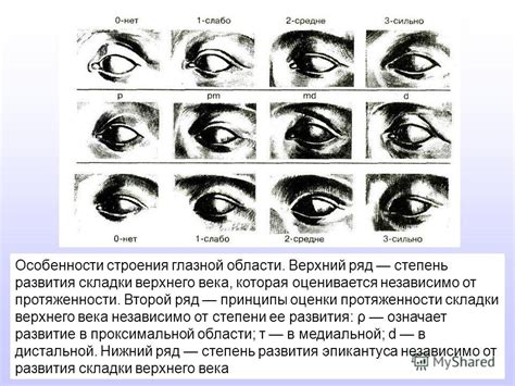 Физиологические особенности глазной реакции