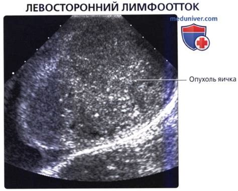 Физиологические особенности кобельских яичек