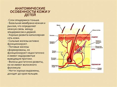 Физиологические особенности кожи