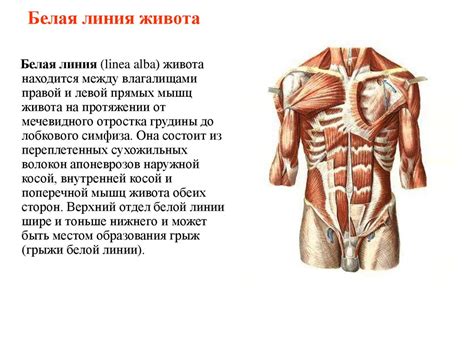 Физиологические особенности сегментированности тела