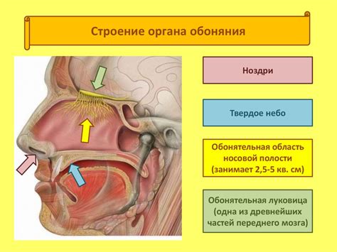 Физиологические особенности усиленного обоняния