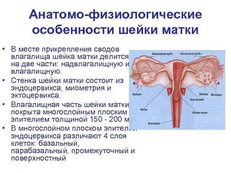 Физиологические особенности шейки матки