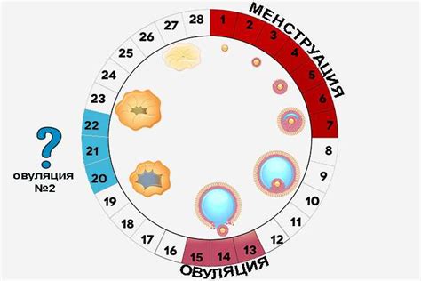 Физиологические причины месячных после овуляции