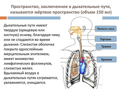 Физиологические причины снов, в которых ощущается давление на дыхательные пути