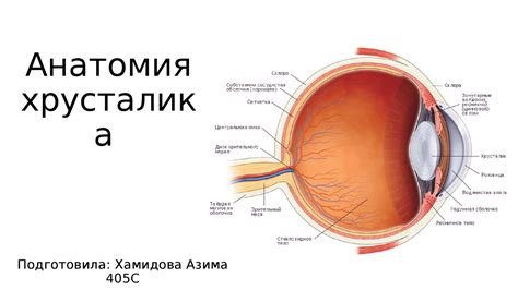 Физиологические процессы, которые происходят в организме