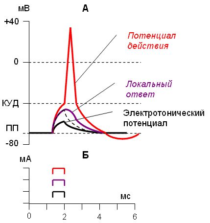 Физиологические проявления возбуждения