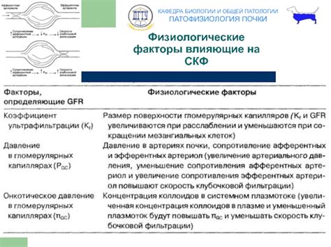 Физиологические факторы, влияющие на появление аромата экскрементов в сновидениях