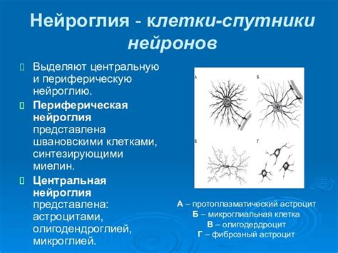 Физиологические характеристики мезосоматов