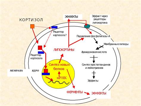 Физиологические эффекты