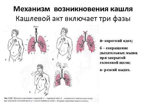 Физиологический механизм возникновения кашля