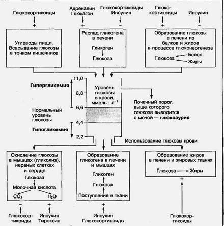 Физиологический процесс регуляции уровня глюкозы в организме