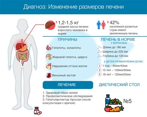 Физиологическое значение плотности печени