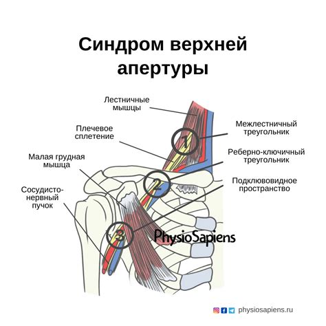 Физиологическое значение расстояния плечо в анатомии