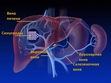 Физиологическое значение элементов ворот печени