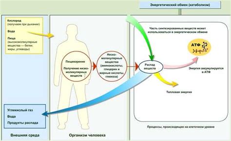 Физиологическое подтекстуальное значение снов о процессе очищения и его положительное влияние на организм