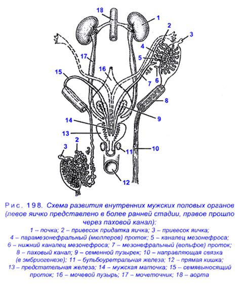 Физиологическое устройство мужских половых органов