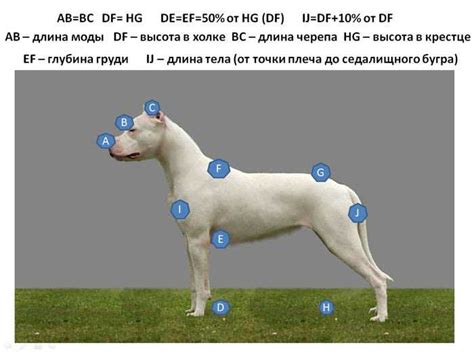 Физиологическое явление холки у собаки