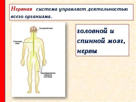 Физиология восторга: как работает наш организм