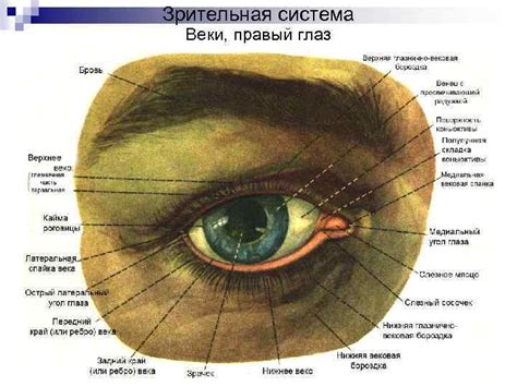 Физиология глаза: будни и секреты