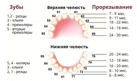 Физиология зубов у новорожденных