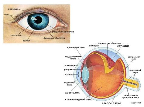Физиология и анатомия глаз