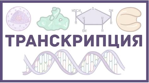 Физиология и биология процесса