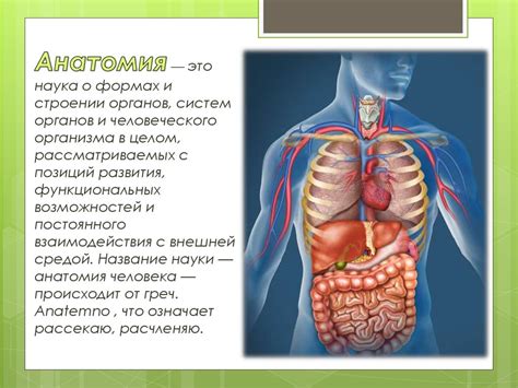 Физиология и значение