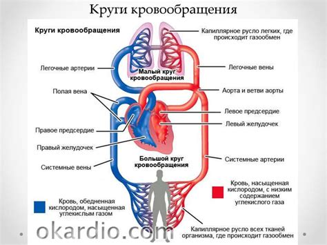 Физиология кровообращения