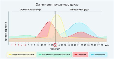 Физиология месячного цикла