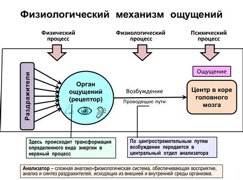 Физиология ощущения