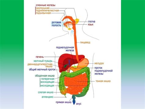 Физиология пищеварительной системы и пищеварение