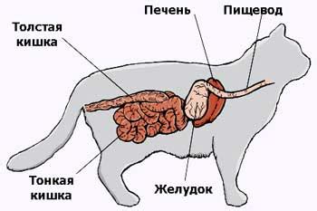 Физиология пищеварительной системы кошек