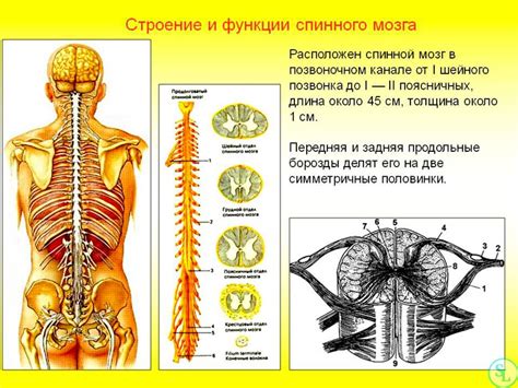 Физиология позвоночника и его роль в появлении миелопатии