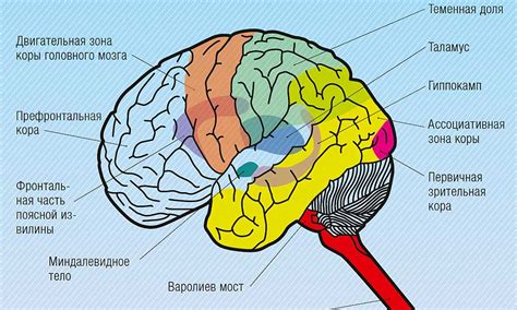 Физиология сна и немощи рук