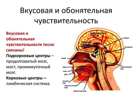 Физиология чувств: механизм их возникновения