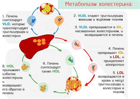 Физическая активность и холестерин