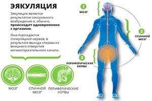 Физические и психологические причины преждевременного семяизвержения