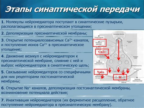 Физические и химические механизмы передачи импульсов в нервной системе