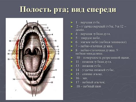 Физические основы снов о кровотечениях из полости рта