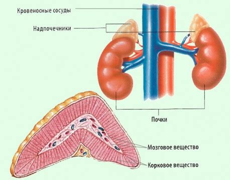 Физические признаки заболеваний надпочечников