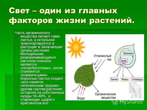 Физическое воздействие на растение