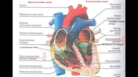 Физическое здоровье и работа сердца