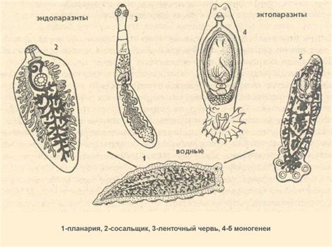 Физическое и психологическое значение паразитов в человеческом организме в сновидениях