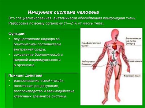 Физкультура и иммунная система