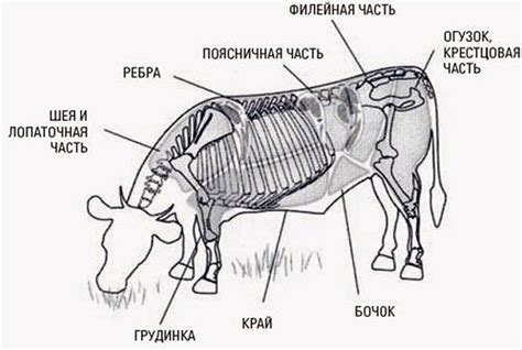 Филейная часть тела и контроль движений