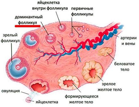 Фолликуларная фаза у женщин